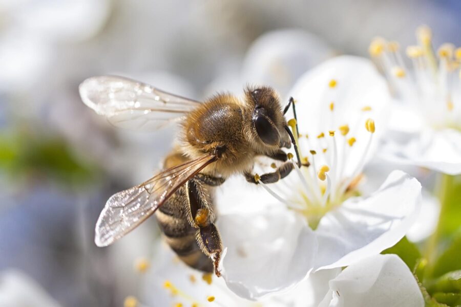 Image of a honey bees pollinating a flower, showing the difference between it and yellowjackets.