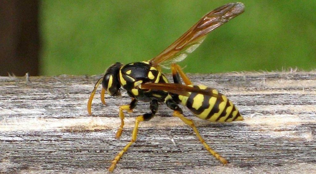 Image of a yellowjacket showing the differences between a bee.