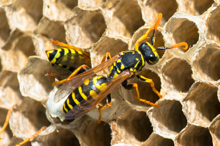 yellow jacket hive