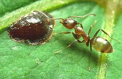 Argentine Ants!