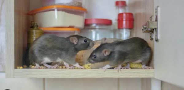 Rats in Cupboard