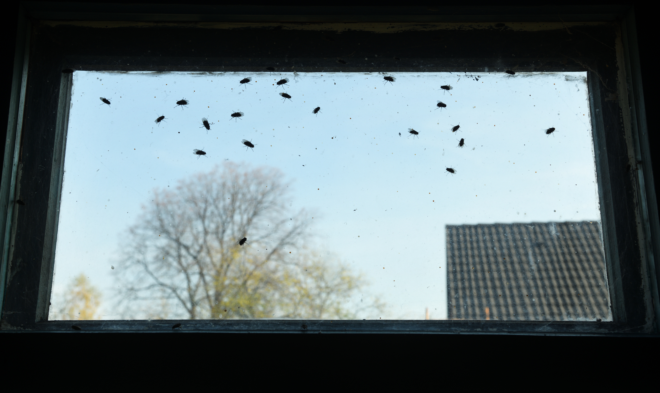 A house infested with flies. Flies on a dirty window.